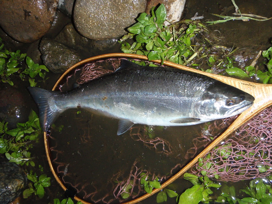 c0146788_1132522.jpg