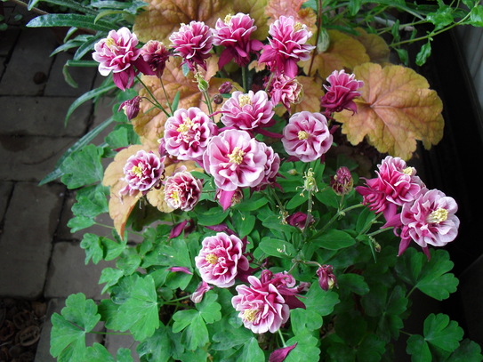 c0227800_1835213.jpg