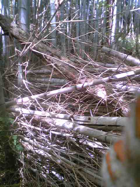 d0117011_12405635.jpg