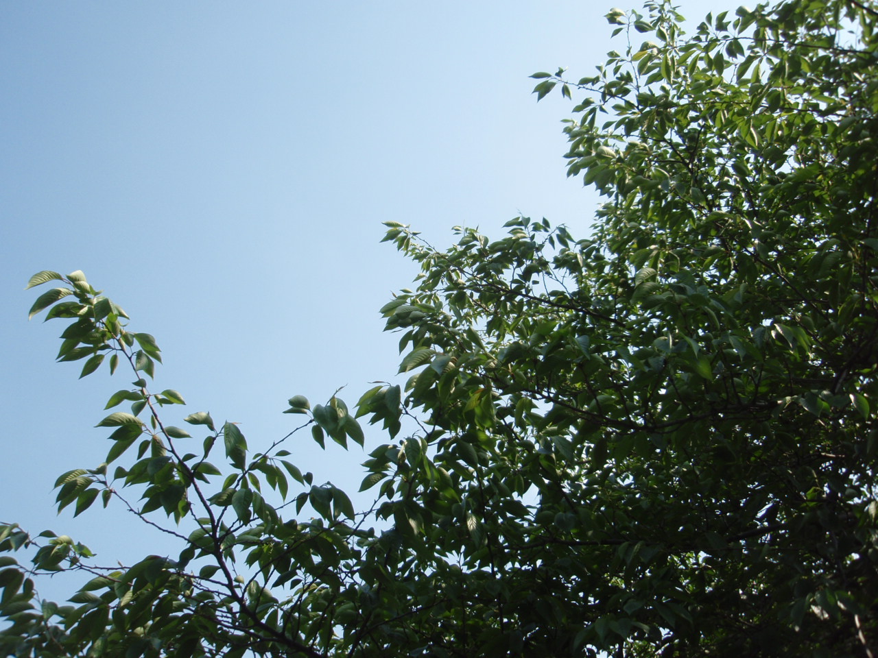 e0086522_995759.jpg