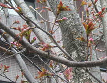 b0001440_20222738.jpg