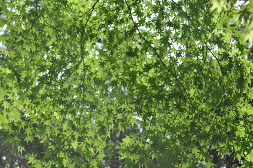 f0204440_2165571.jpg