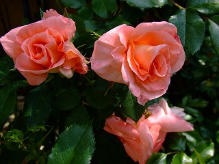 a0104162_1111290.jpg