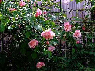 a0104162_1114985.jpg