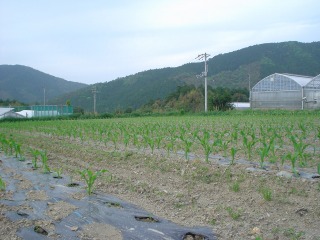 f0055264_2044454.jpg