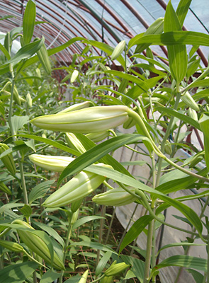 e0097770_0363054.jpg