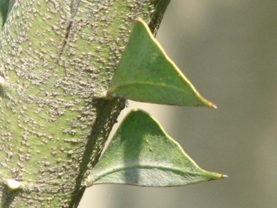 d0050472_13333093.jpg