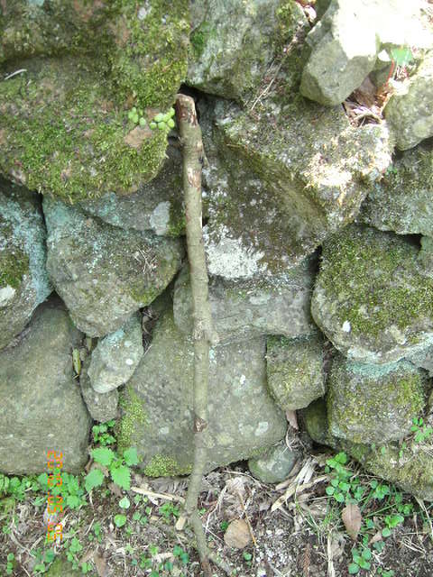 c0145582_2101355.jpg