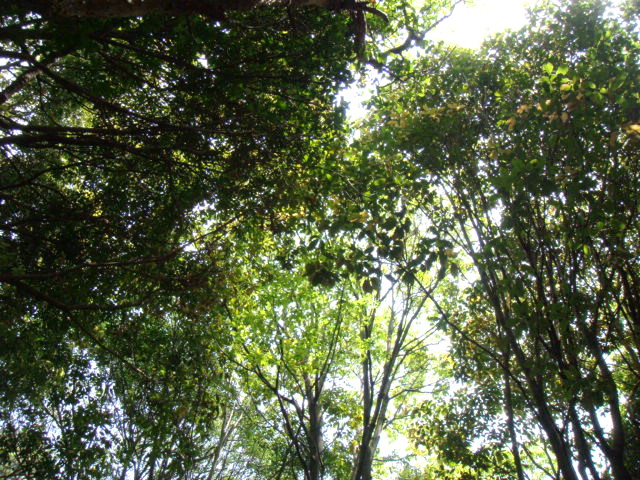 e0154682_1145789.jpg