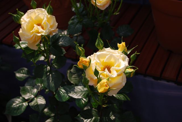 f0213292_1661647.jpg