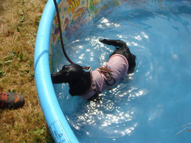 d0098295_21516100.jpg