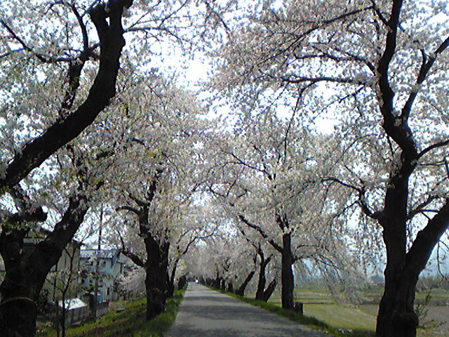c0181996_1745674.jpg