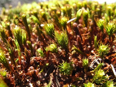 f0187402_1065126.jpg
