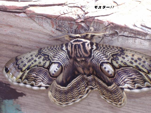 b0147203_2034496.jpg