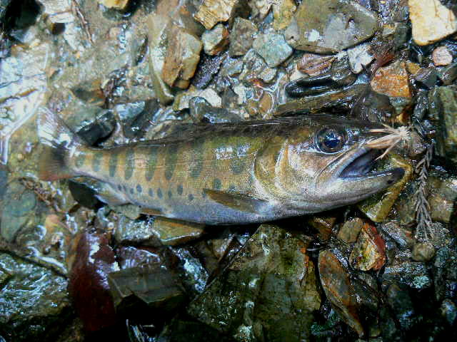 f0164503_1415792.jpg
