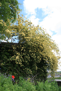 a0139007_111610.jpg