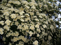 c0190010_20385977.jpg