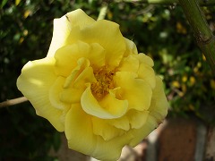 c0190010_20414571.jpg