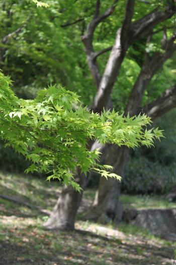 d0072318_9553190.jpg
