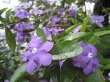 f0139520_1364819.jpg