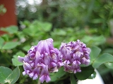 f0139520_136999.jpg