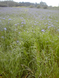 c0059529_1038376.jpg
