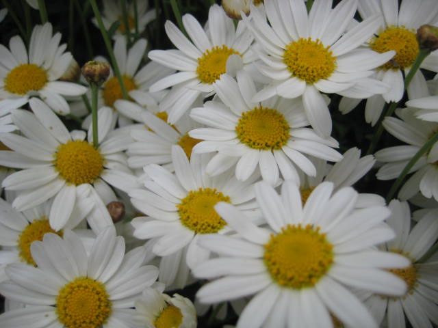 e0166032_21231761.jpg