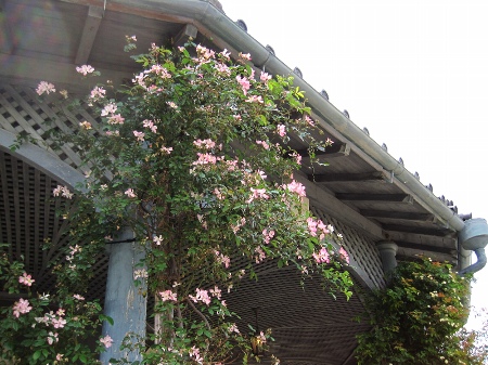 b0149340_2059859.jpg