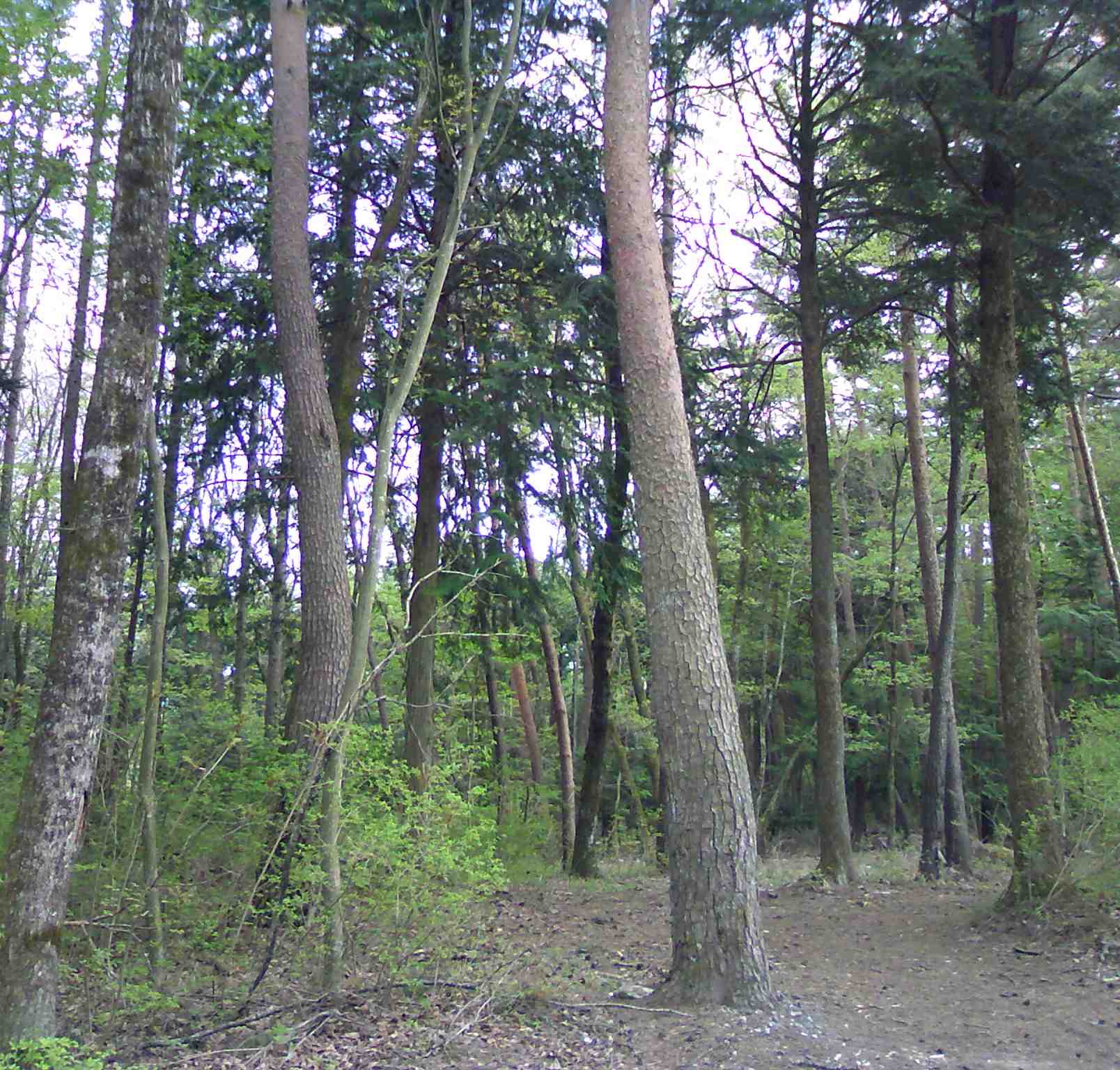 a0119252_7595714.jpg