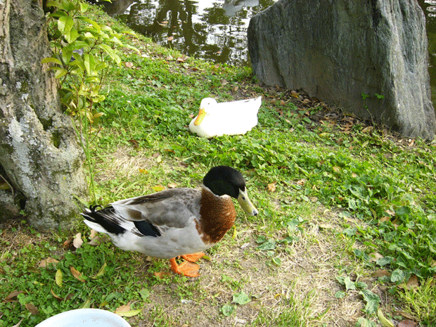 c0225153_192924.gif