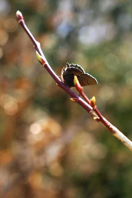c0043361_23162440.jpg