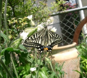 c0186463_02520.jpg