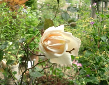 c0186463_063059.jpg