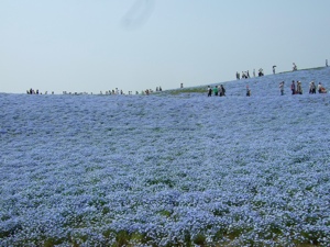 c0072572_454841.jpg