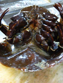 f0056476_635296.jpg