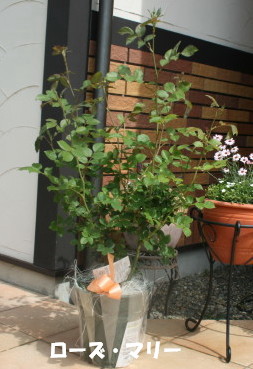 e0114977_2171057.jpg