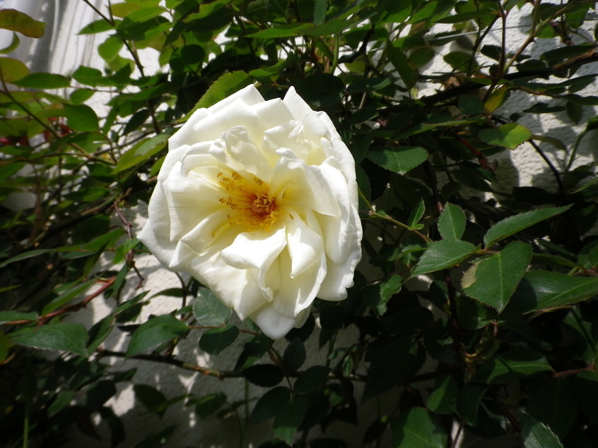 f0178381_2394617.jpg