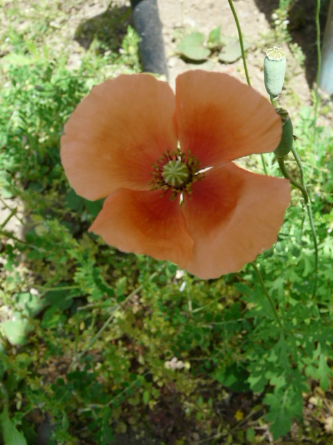 e0145782_1630986.jpg