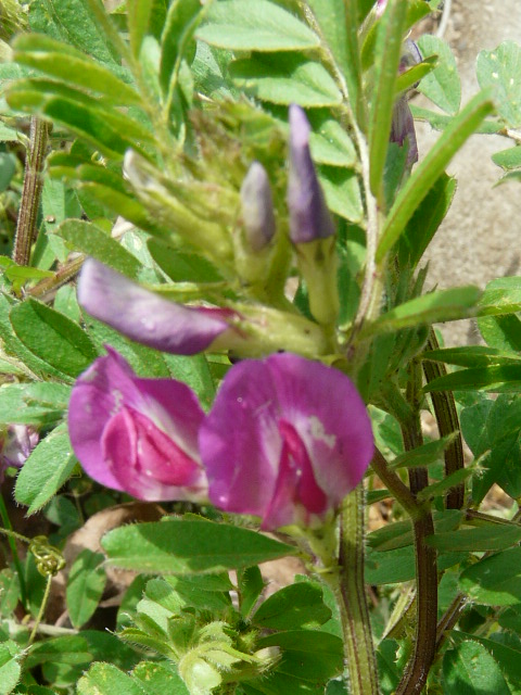 e0145782_16334190.jpg