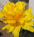 a0062983_10225514.jpg