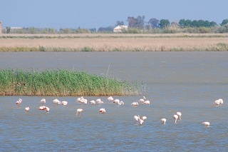 e0155786_555831.jpg
