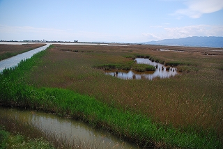 e0155786_691169.jpg