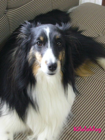 e0130008_21153921.jpg