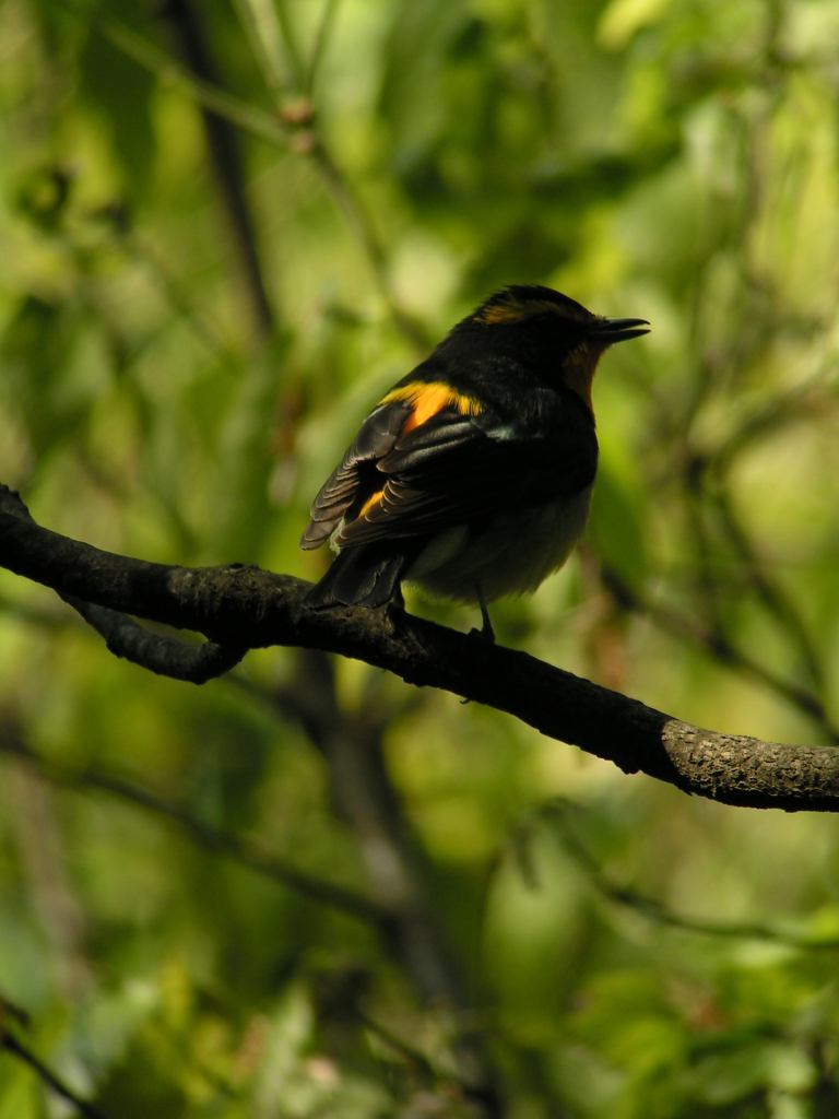 c0001613_7295812.jpg