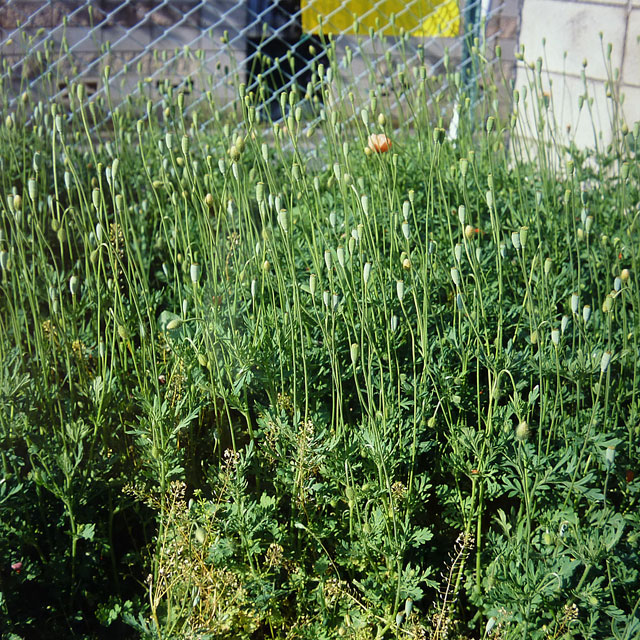 f0056516_0444192.jpg