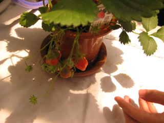 a0127828_0345087.jpg