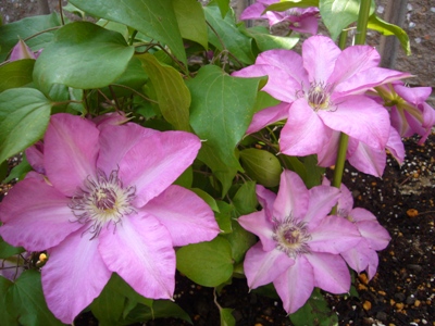 e0100046_23958100.jpg