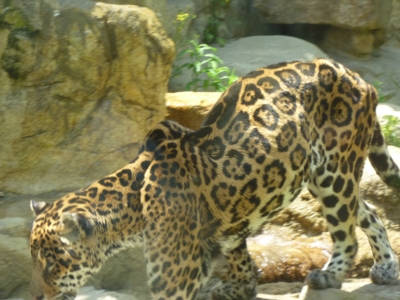 e0137660_6111918.jpg