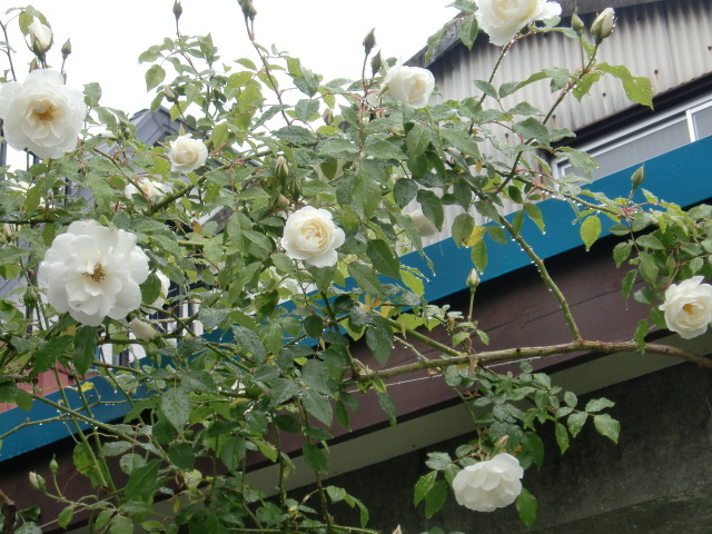 c0172261_9135918.jpg