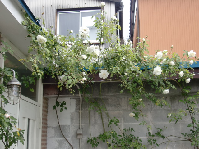 c0172261_9143137.jpg